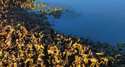 Peaceful Country Retreat Near Town.