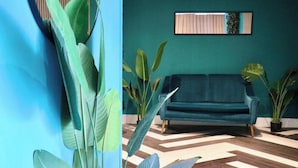 A room with a teal wall, a blue sofa, and large green plants. - Dojo House - Studio 10 (Nottingham)