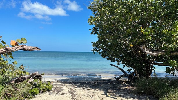 A beach with clear water, a sandy shore, and a large tree. - Lovely 2-bedroom villa with pool & AC in Combate Beach, Boquerón Puerto Rico. (Cabo Rojo)
