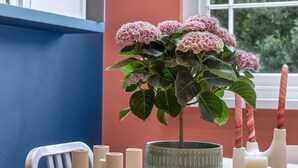 Et værelse med et vindue, en plante og stearinlys på et bord.