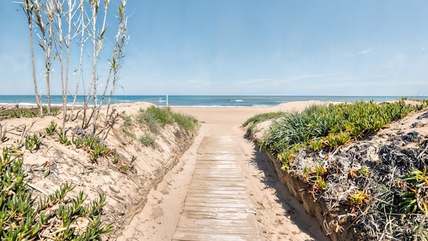 Un sentiero sabbioso che conduce verso l'oceano, con vegetazione su entrambi i lati.