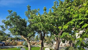 Dos sillas blancas bajo un árbol de hojas verdes, un área con césped y un fondo rocoso.
