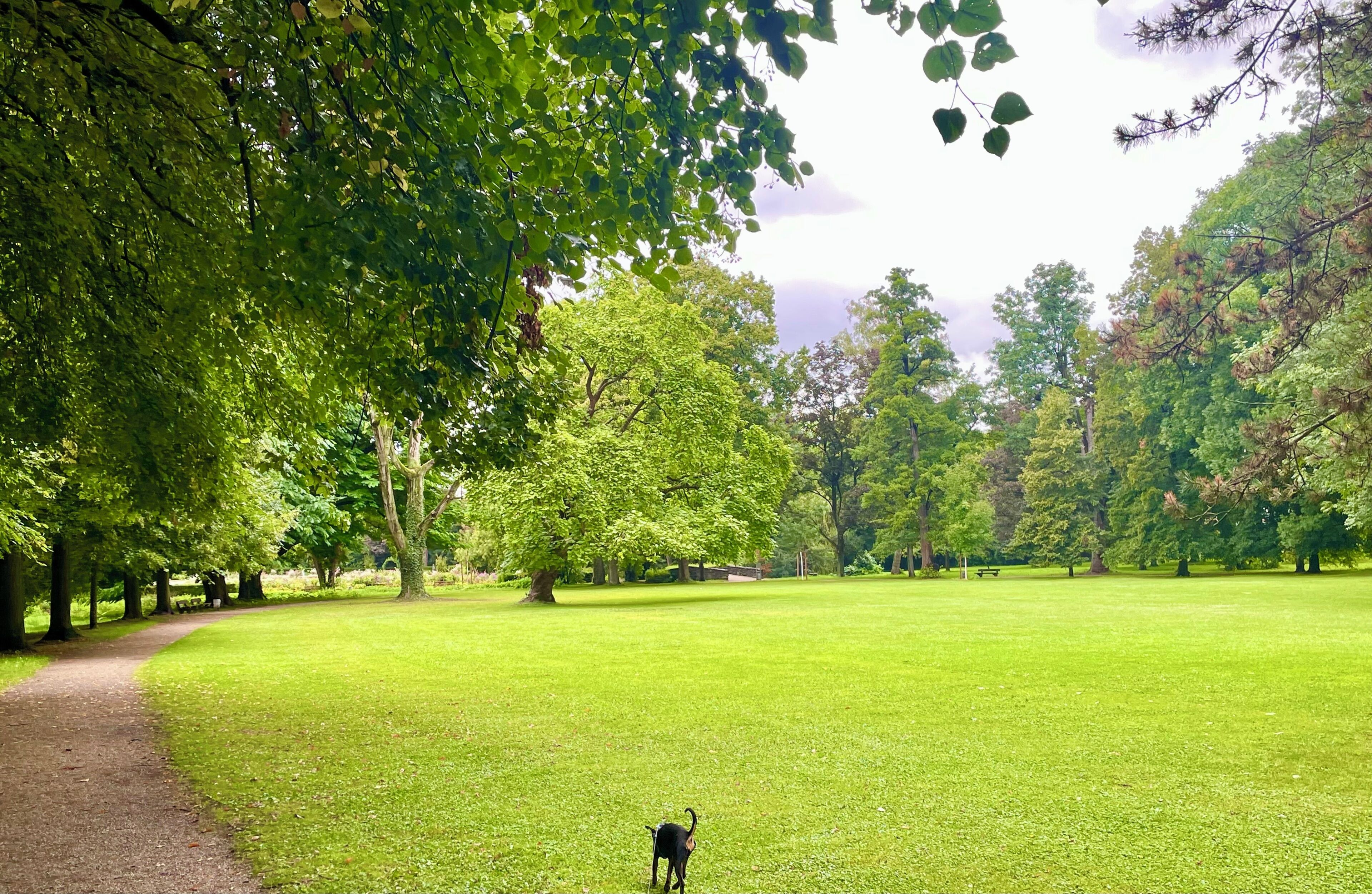 Een park met een pad, bomen en een hond.