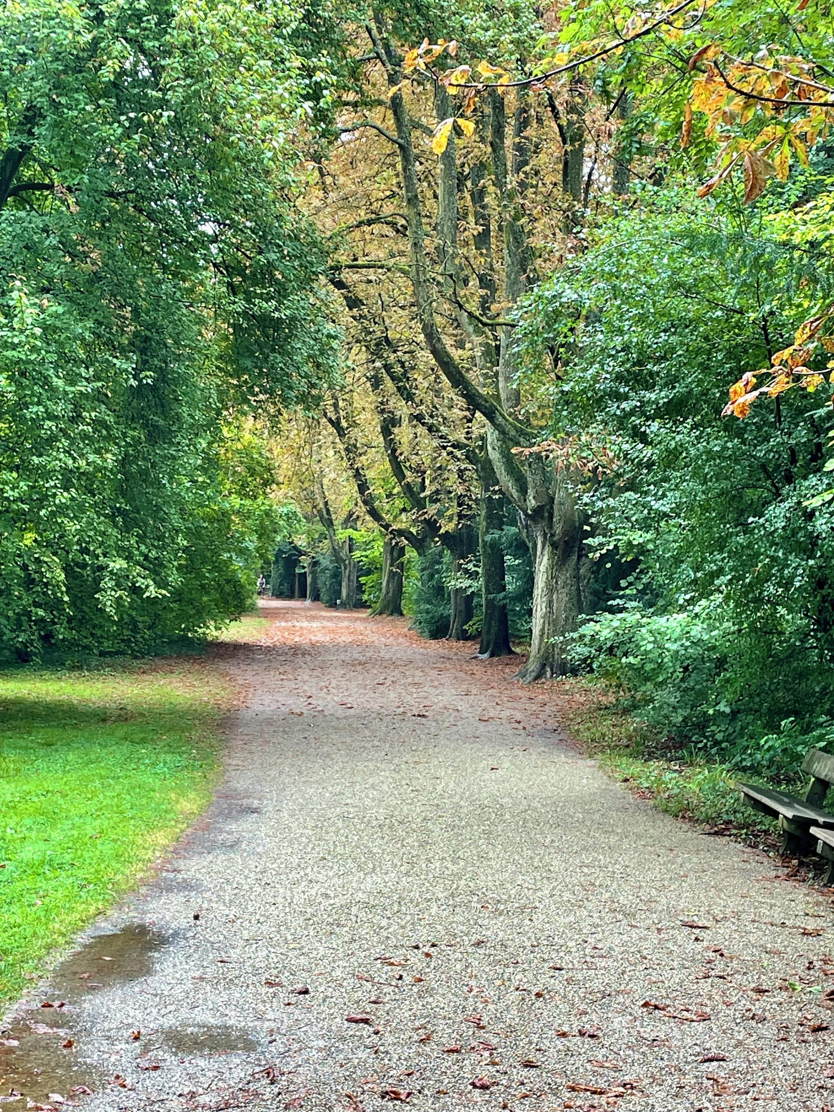 Ein Kiesweg, gesäumt von Bäumen mit gelbgrünen Blättern, führt in einen bewaldeten Bereich.