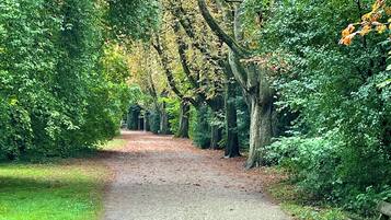 Ein Kiesweg, gesäumt von Bäumen mit gelbgrünen Blättern, führt in einen bewaldeten Bereich.