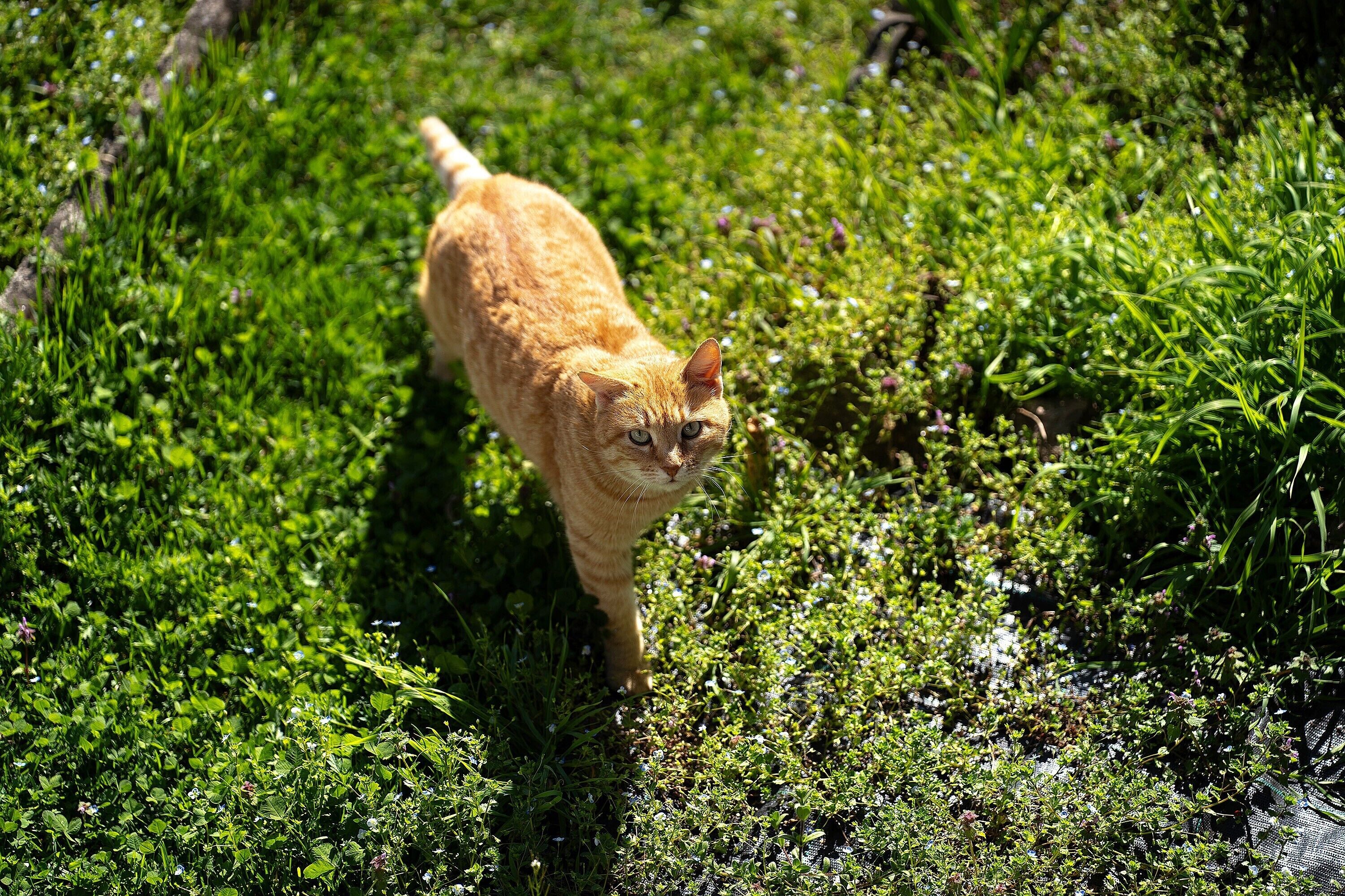 A cat walking through a grassy area.