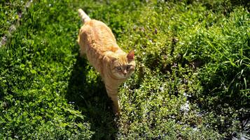 A cat walking through a grassy area.