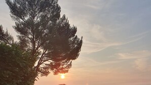 Eine Landschaft mit einem großen Baum und einer Bananenpflanze.