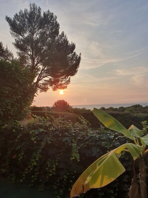 Paisagem com uma árvore grande e uma bananeira.