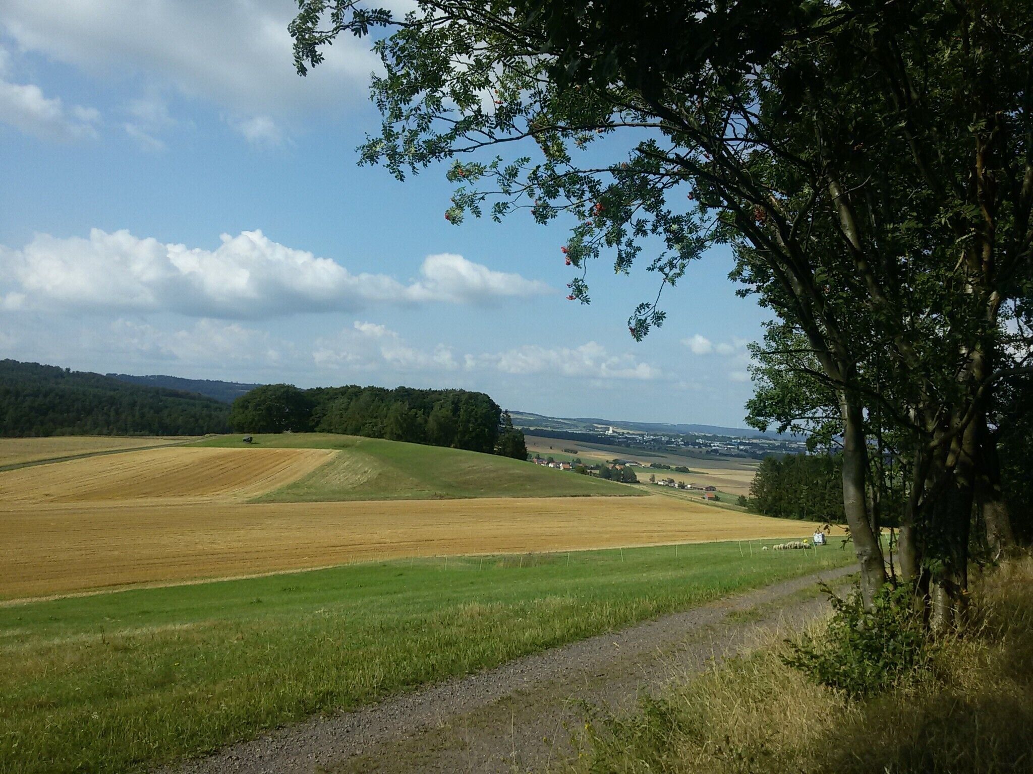 A rural landscape with fields, a path, and a tree line.