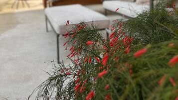 Terrasse/gårdhave