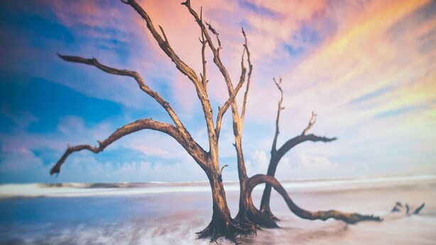 A barren landscape with a prominent dead tree. - 2-Bed Apt • Kitchen • Parking • Ground Floor (Plasmarl)