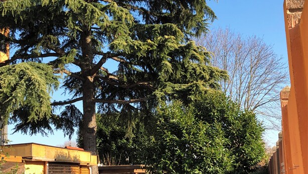 Un grand arbre à feuilles persistantes dans un jardin d’une zone résidentielle, avec une clôture en bois et une voiture garée à proximité.