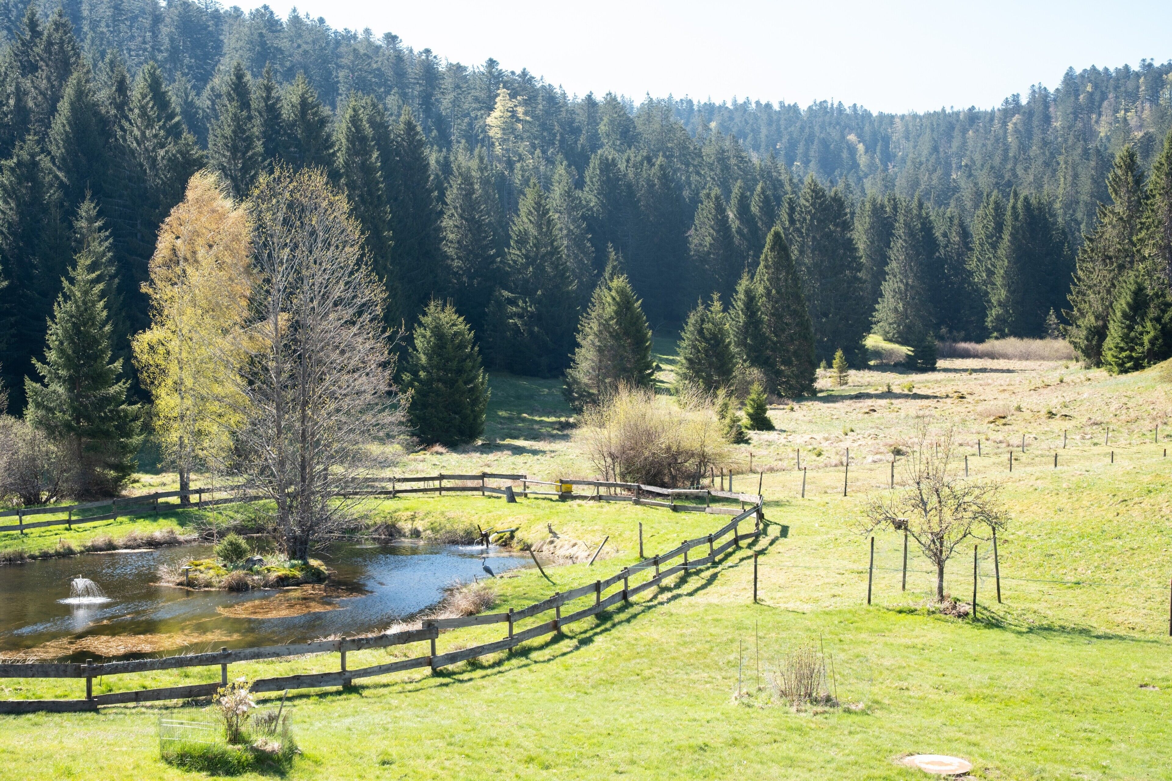 A fenced pond with a wooden fence, surrounded by a grassy area and trees.