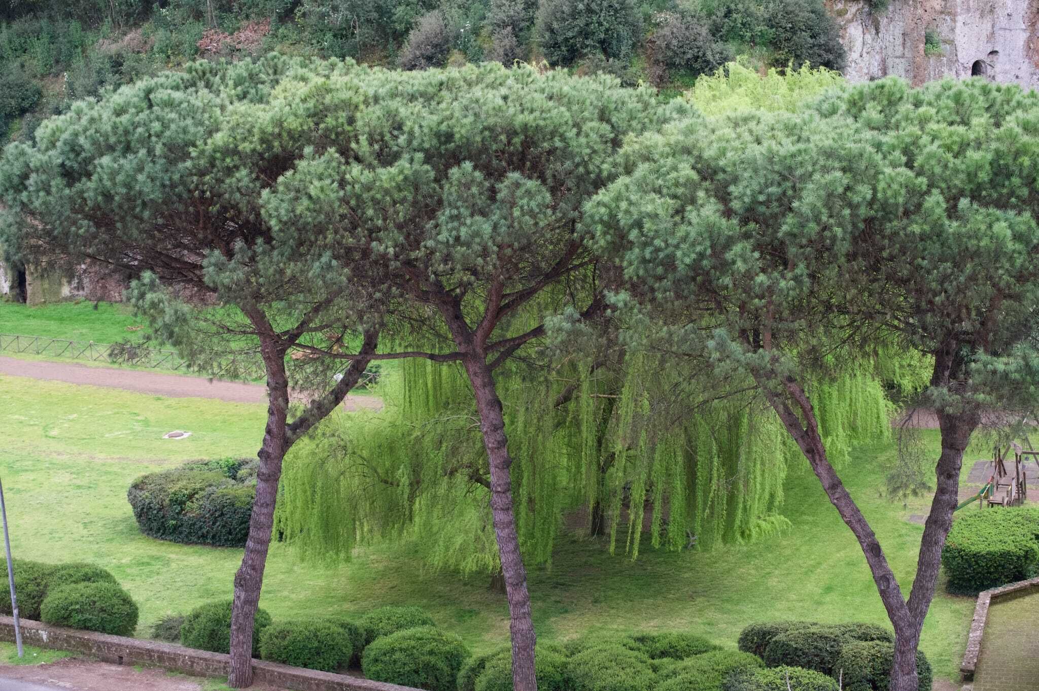 A well-maintained garden with neatly trimmed hedges and a variety of trees, including a prominent weeping willow.