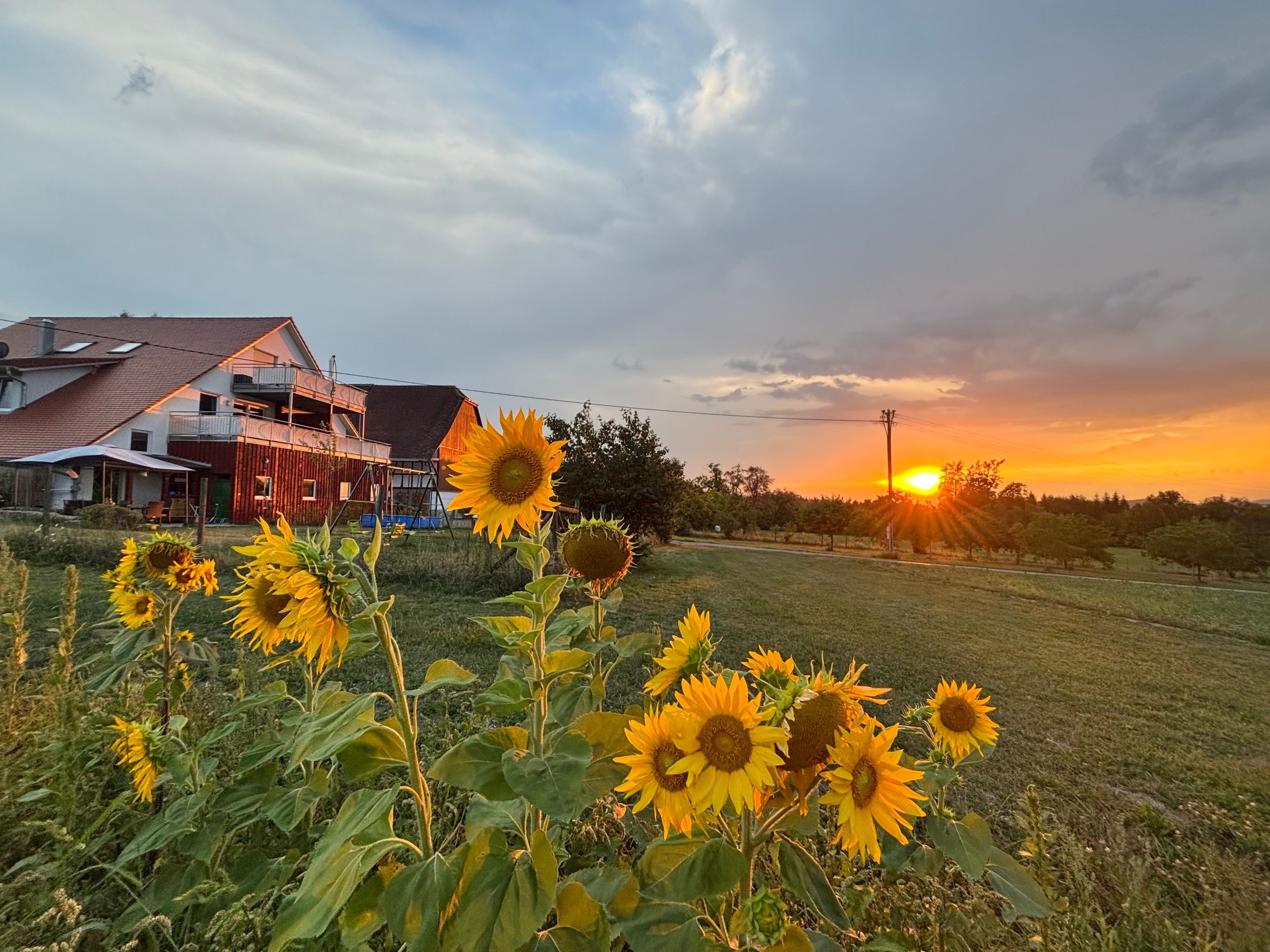 A field of sunflowers with a house in the background.