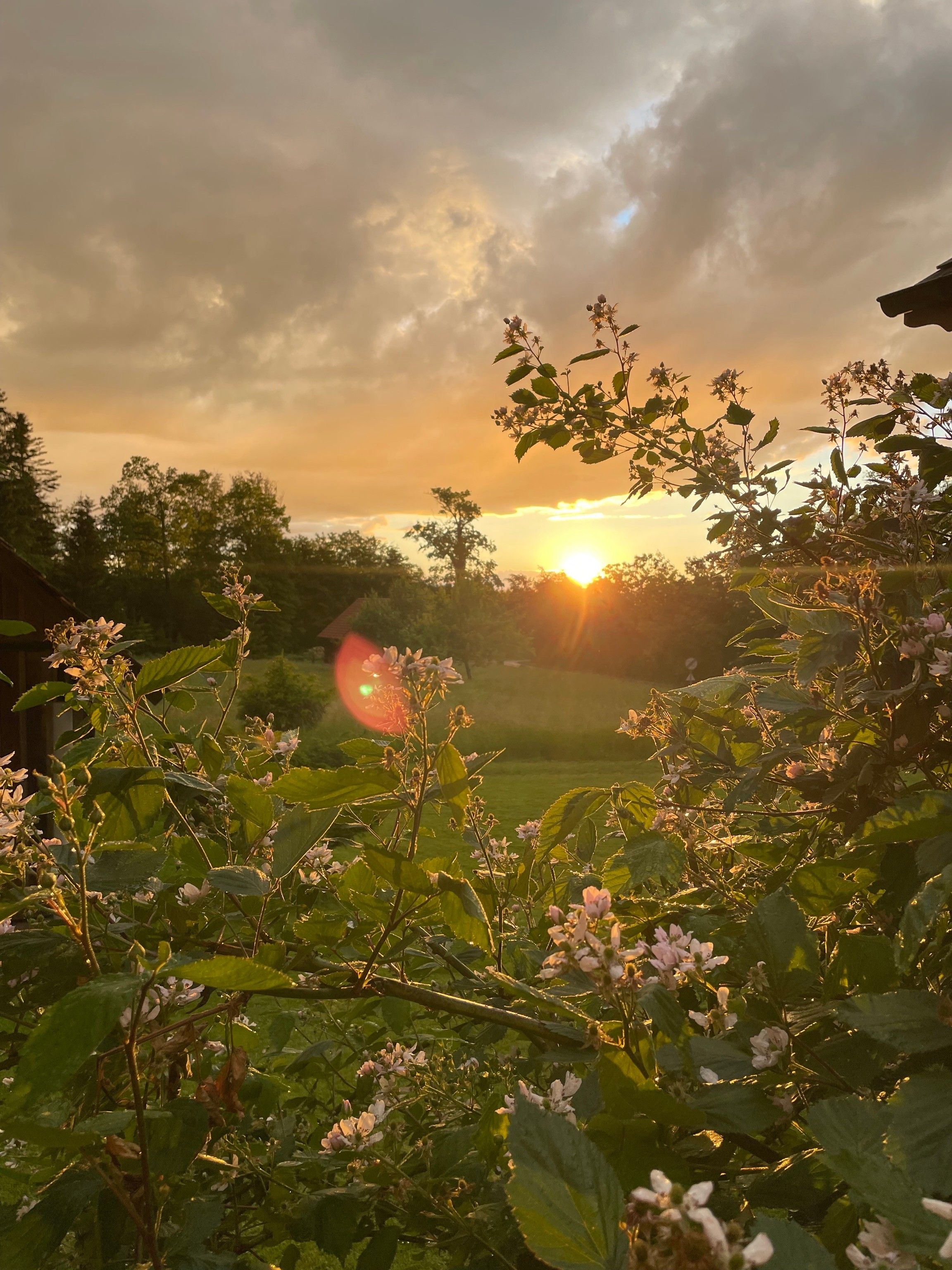 A garden with a variety of plants and flowers, a clear sky, and the sun setting in the background.