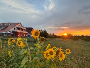 Un champ de tournesols avec une maison en arrière-plan.