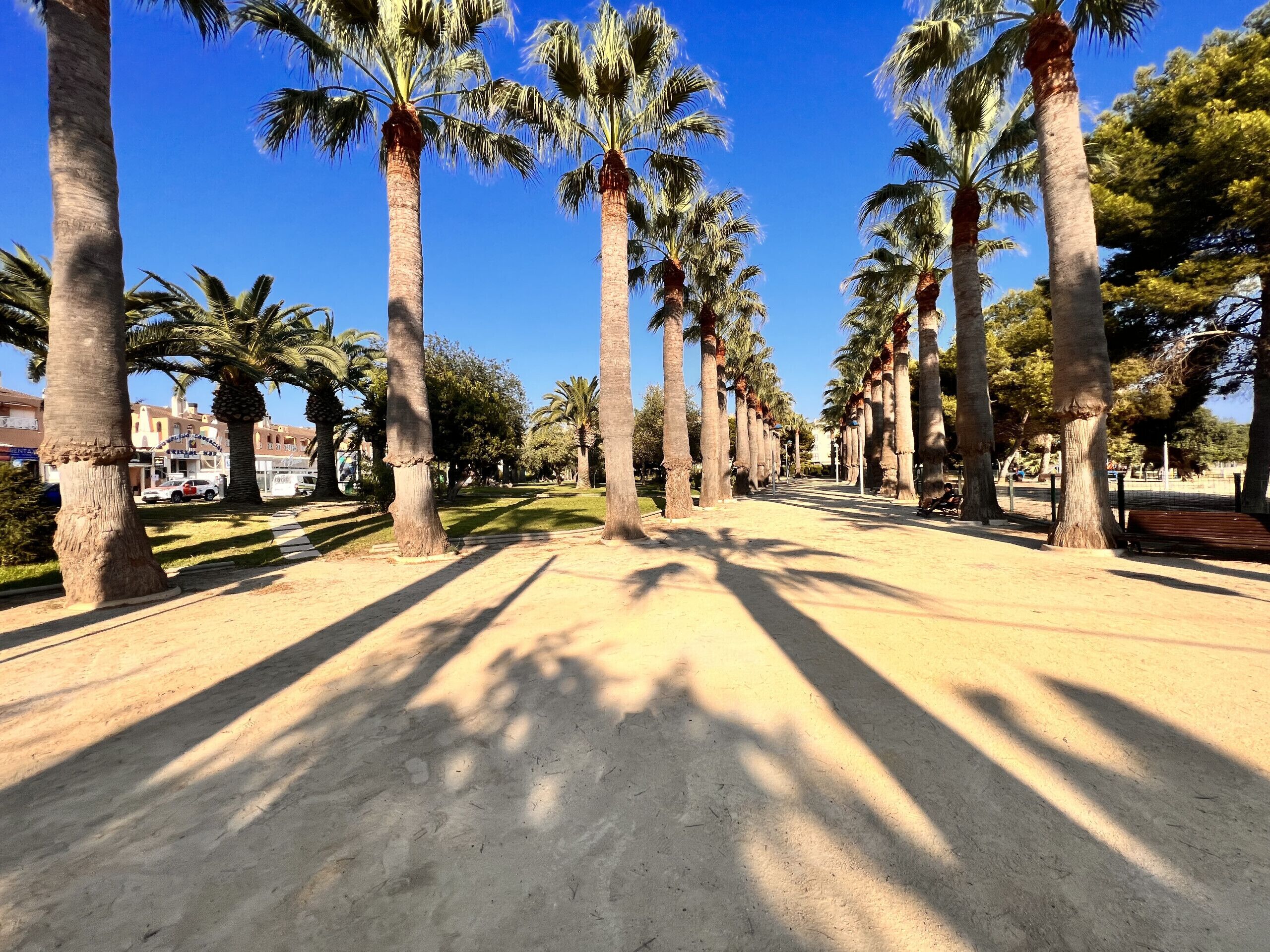 A pathway lined with palm trees, a clear blue sky, and a distant view of buildings.