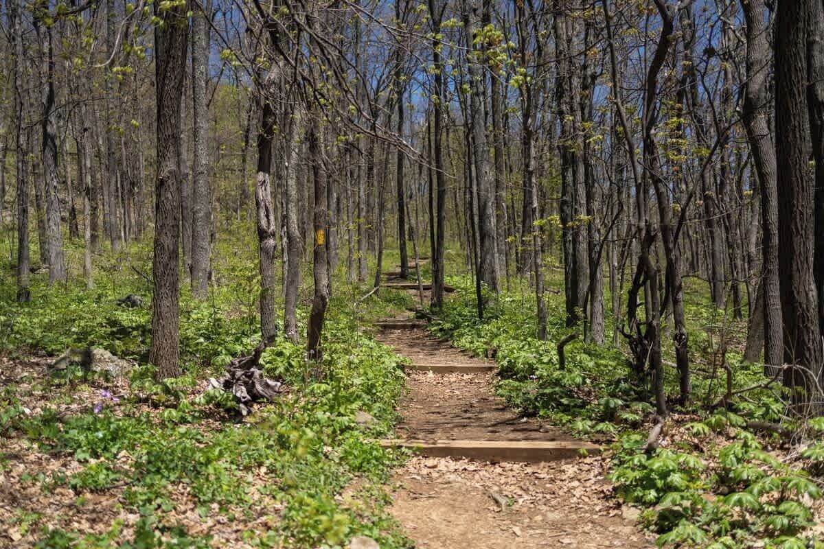 Un sendero arbolado con escalones de madera que se adentran en la distancia.
