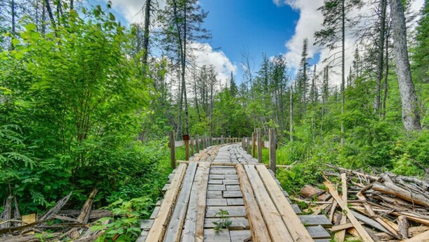Ein Holzsteg führt durch einen Wald mit hohen Bäumen und dichtem Laub.