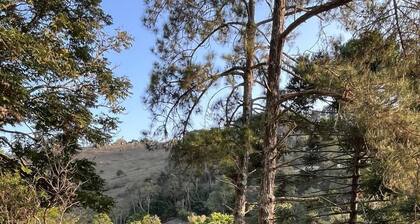 Araucaria Valley Site