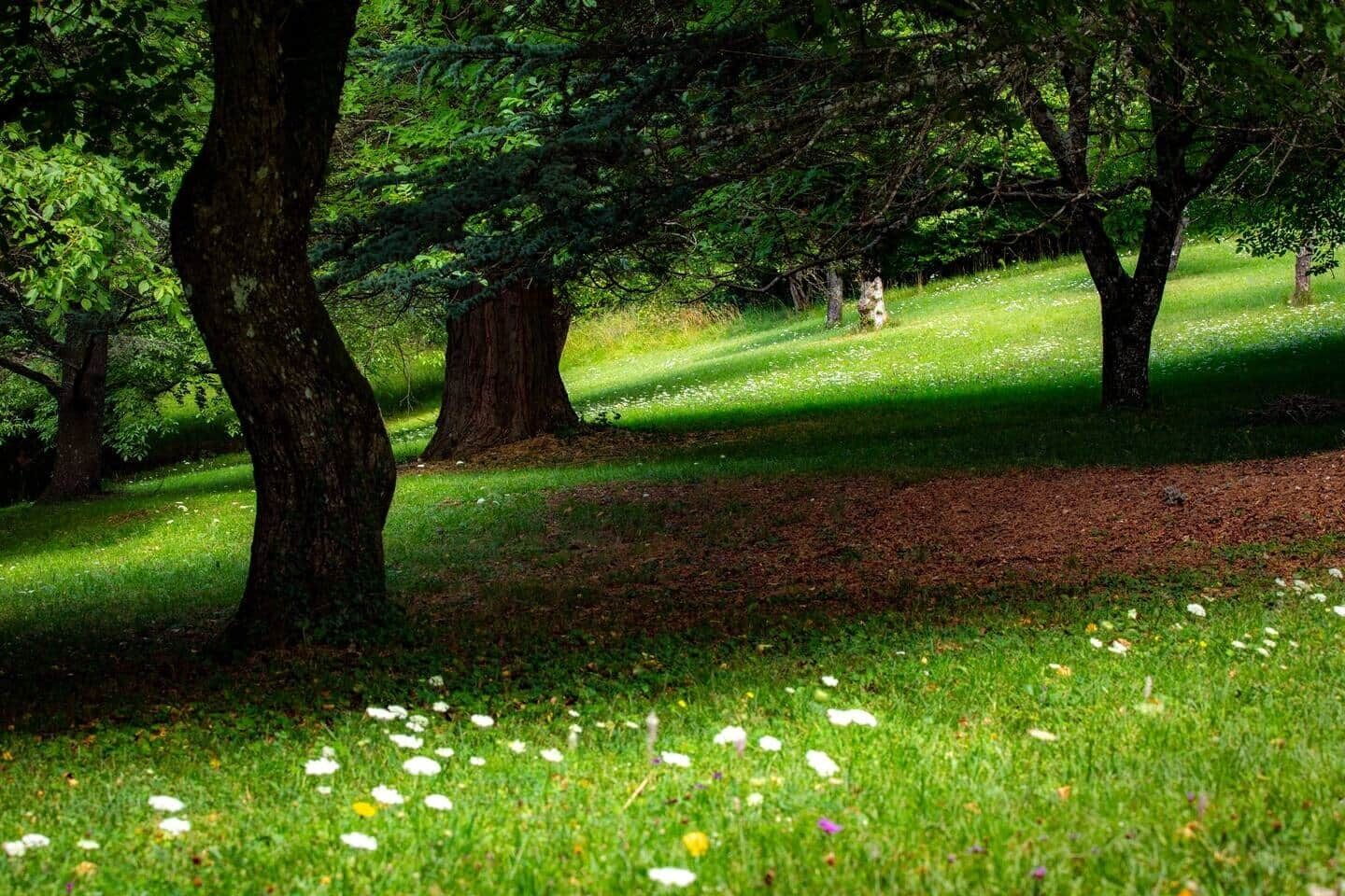 En park med träd, gräs och vita blommor.