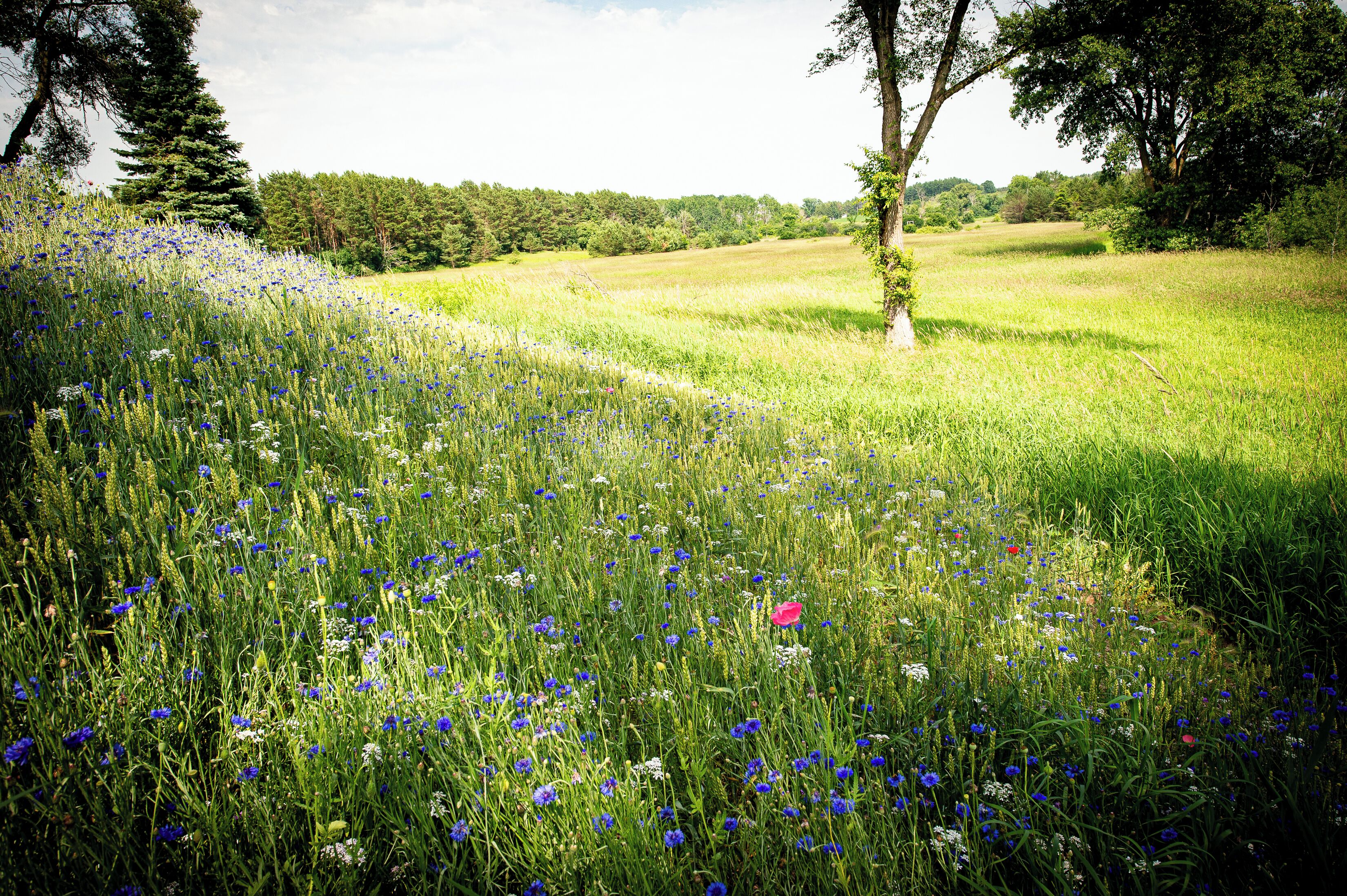 A field of wildflowers with trees in the background.