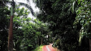Un sendero de ladrillo rojo en un entorno verde y exuberante, con follaje denso y una palmera.