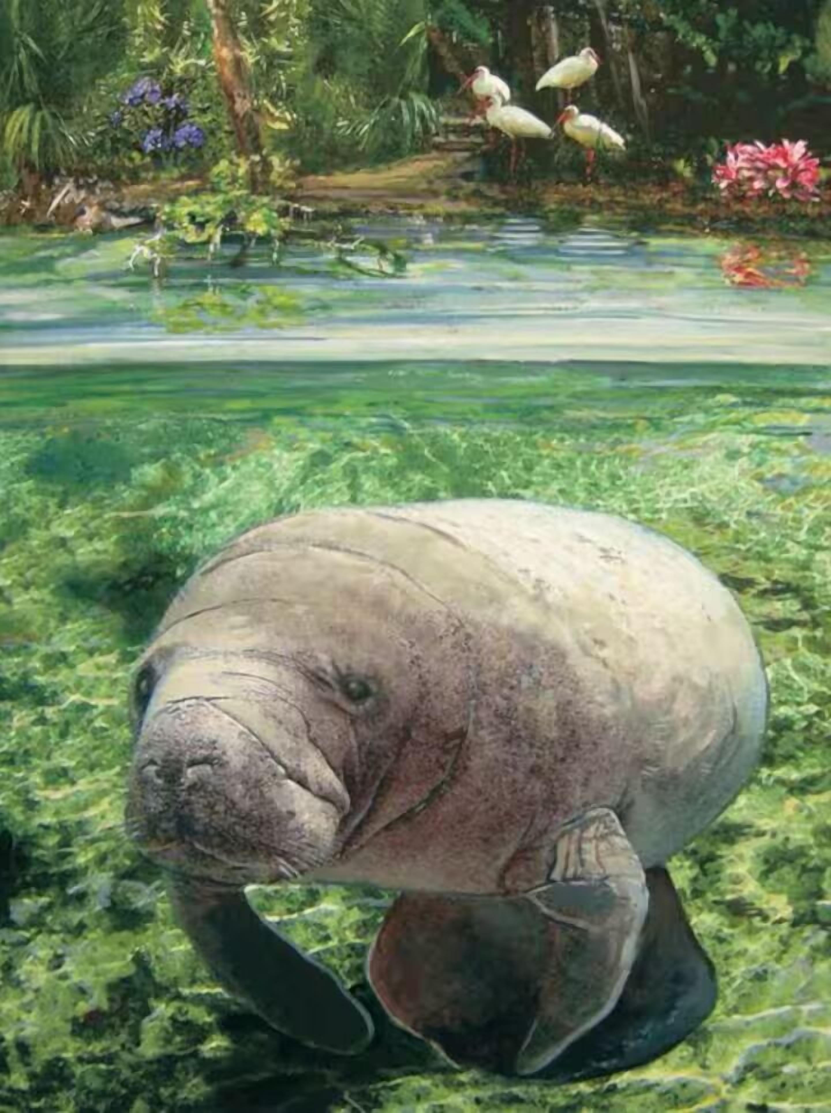A manatee in a natural water setting with vegetation and birds in the background.