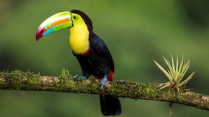 A toucan perched on a moss-covered branch. - AURALTA RIO CELESTE I Elohi Collection (Katira)