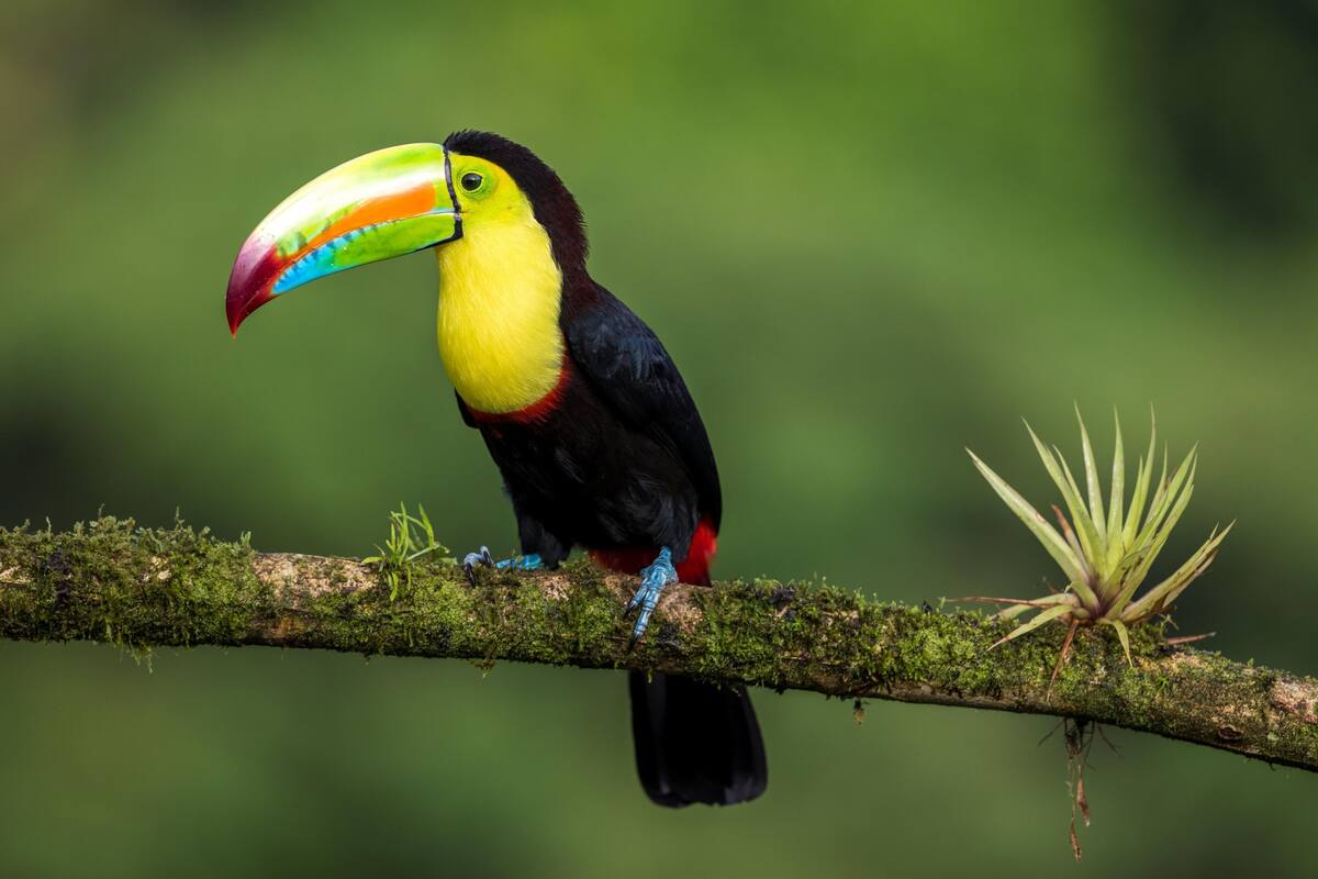 A toucan perched on a moss-covered branch.