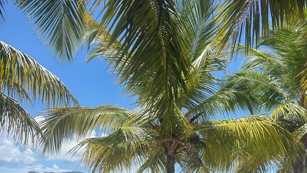 A beach with palm trees, lounge chairs, and a clear view of the ocean. - Beachfront villa in Samaná with private pool (Las Galeras)