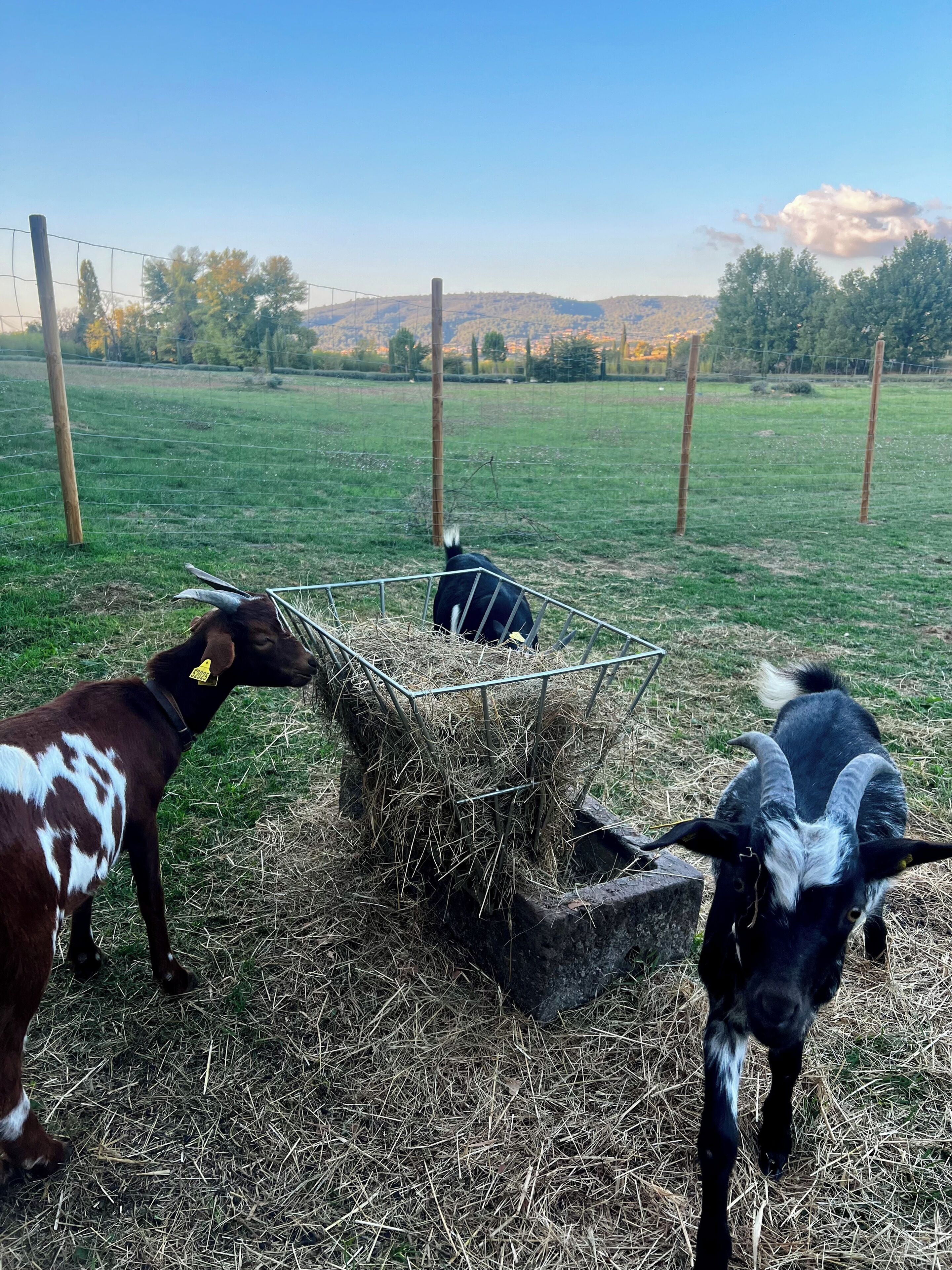 A rural outdoor setting with a fenced area, hay bales, and a metal feeding station.