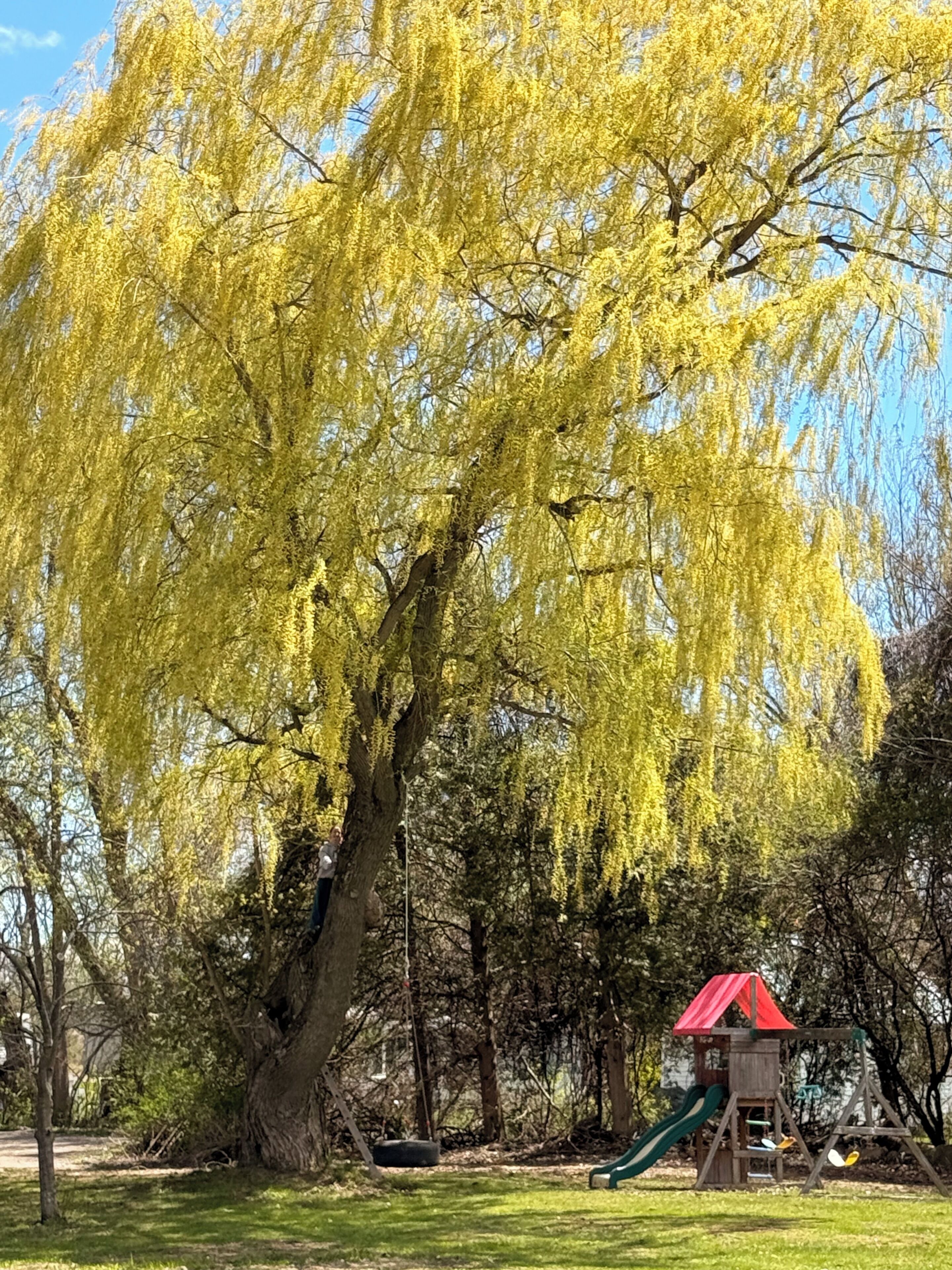 Un parc avec un grand saule pleureur, une aire de jeux avec une maisonnette rouge et un toboggan vert.