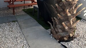 A patio area with a wooden picnic table, a covered grill, and a palm tree. - Blue Tide Retreat, Walk to Beach, Perfect for Long Term Stays! (Madeira Beach)