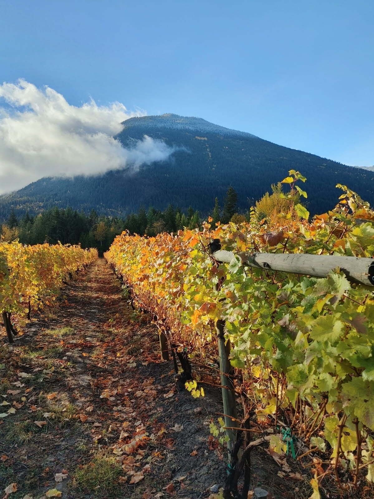 كوخ بتجهيزات أساسية | منوع