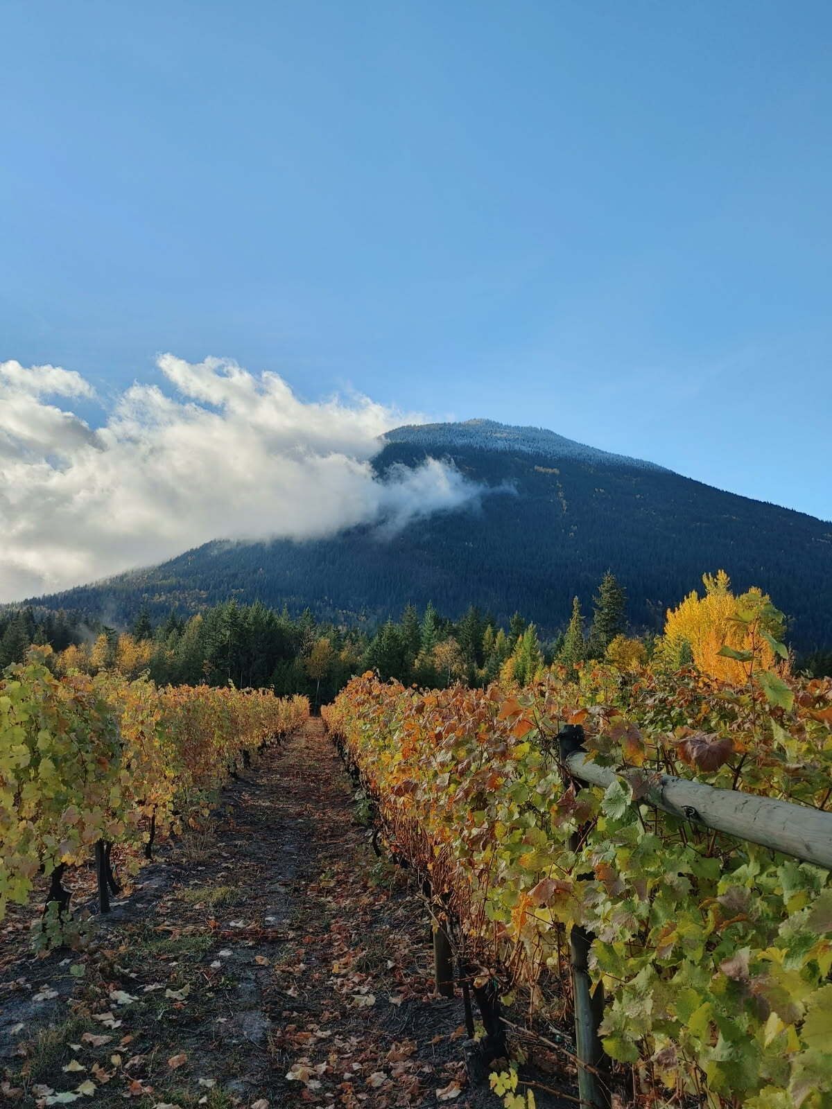 Cottage Basic | Lain-lain