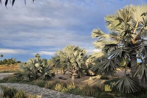 A landscaped garden with palm trees, a stone pathway, and a small seating area. - Rancho La Trinidad, 8-acre ranch, walk to town. (Todos Santos)