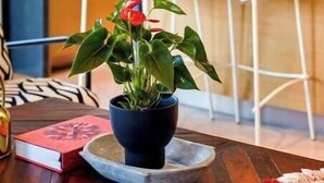 Eine moderne Küche mit einer zentralen Kochinsel, einem Essbereich mit Tisch und Stühlen sowie einem Blumentopf auf dem Tisch.