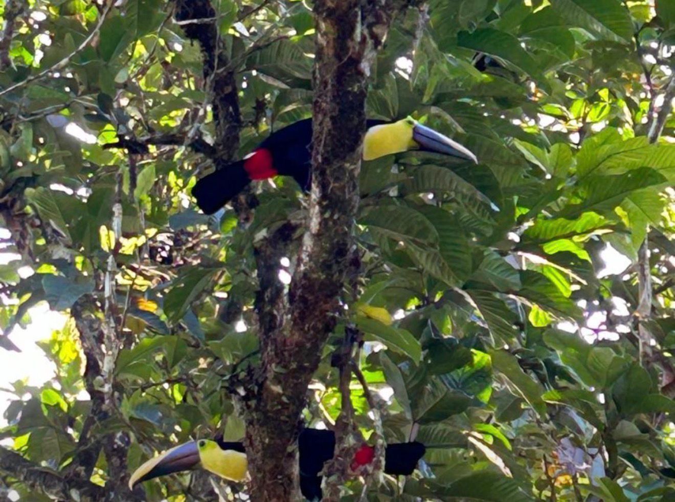 Tukanvögel sitzen in einem Baum in dichtem Wald.