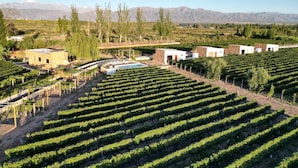 A vineyard with rows of grapevines, a swimming pool, and buildings with a rustic architectural style.