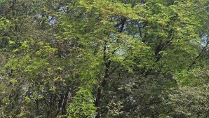 Une pancarte portant le texte « J’aime la bénédiction de TREDEDEV », entourée d’arbres.