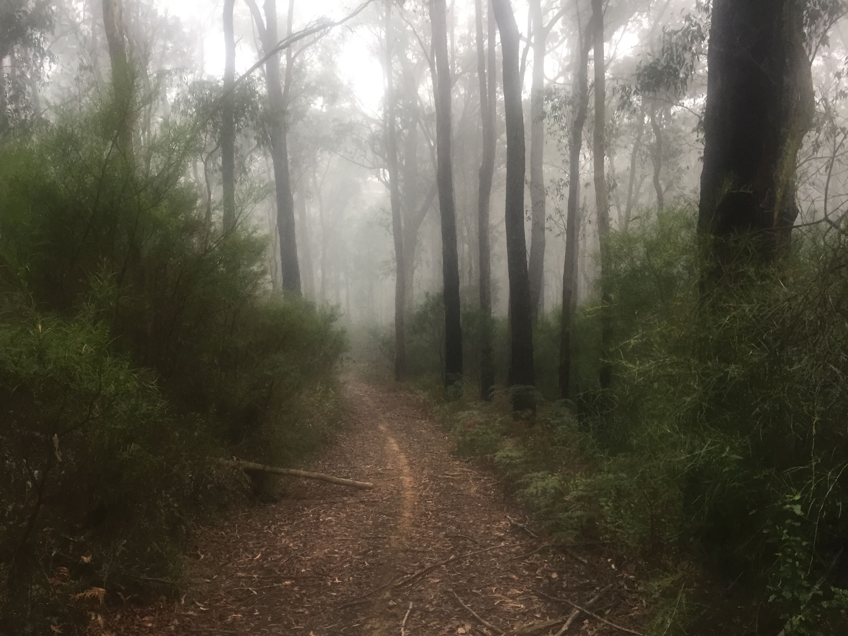 A forest path surrounded by trees and dense foliage.