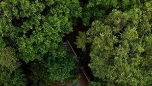 An aerial view of a property surrounded by dense trees, featuring a rectangular swimming pool and a small deck area. - Varanya By Regus (Habarana)