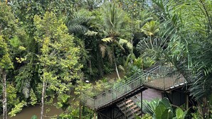 Ein üppiger Garten mit einer Holzbrücke über einem Wasserspiegel, umgeben von dichtem tropischen Grün.