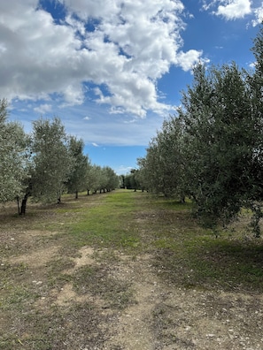 Ein Olivenhain mit blauem Himmel.
