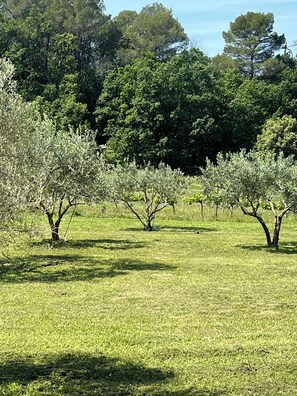 Property grounds - Self-catering cottage surrounded by olive trees Near Uzes (Saint-Maurice-de-Cazevieille)