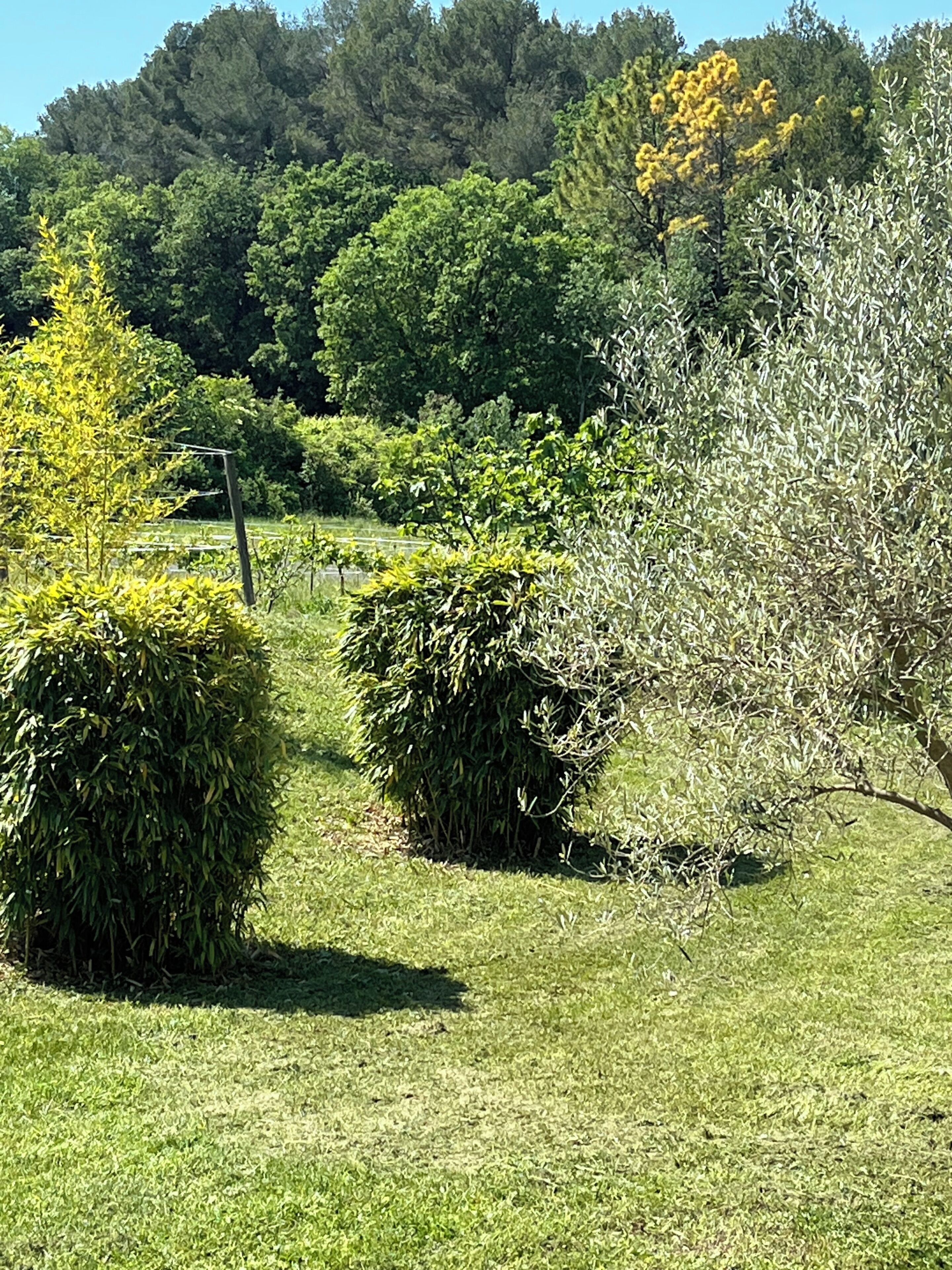 Um jardim com arbustos e árvores diversos, uma área gramada e uma cerca ao fundo.