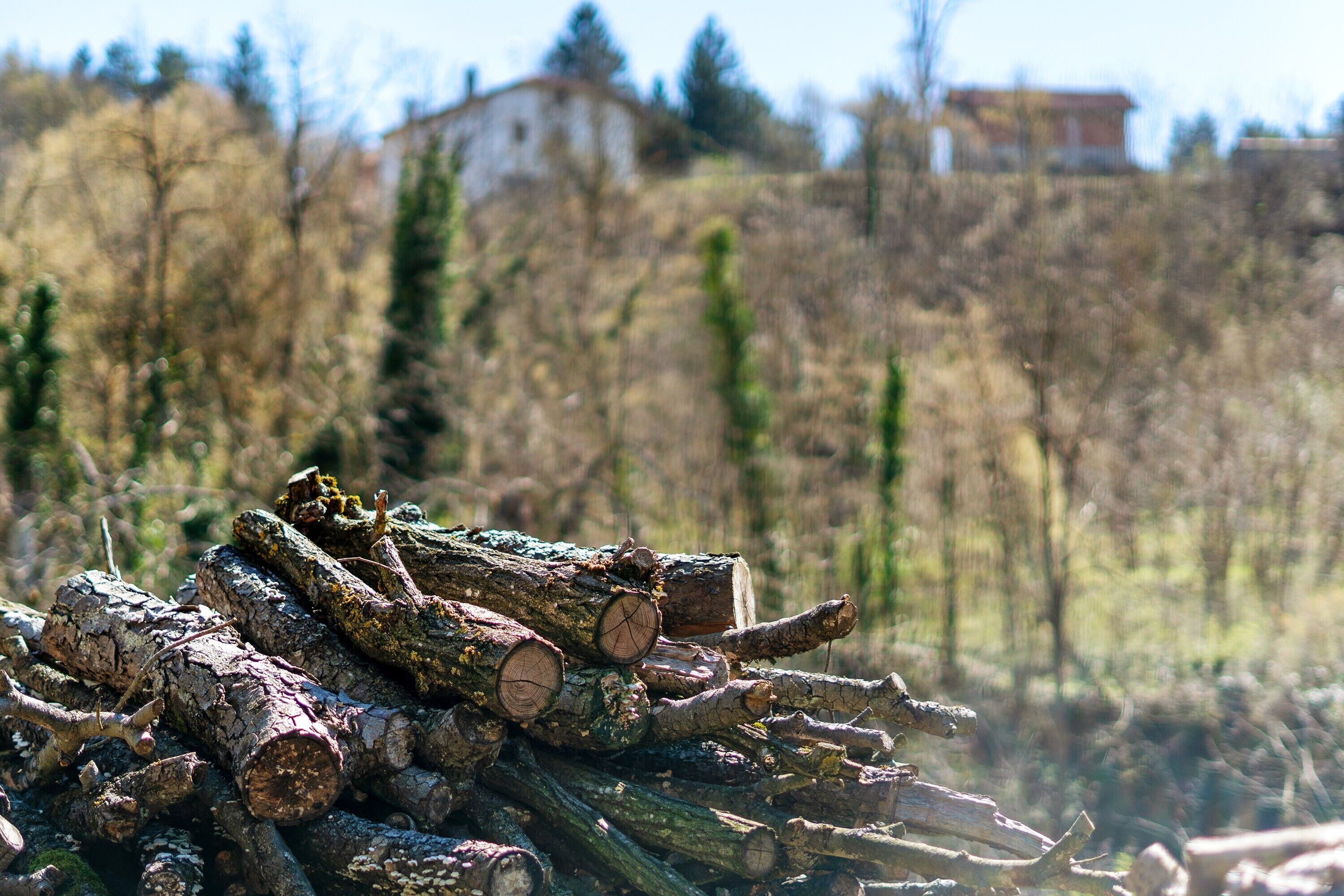 A pile of logs in a natural setting with trees and buildings in the background.